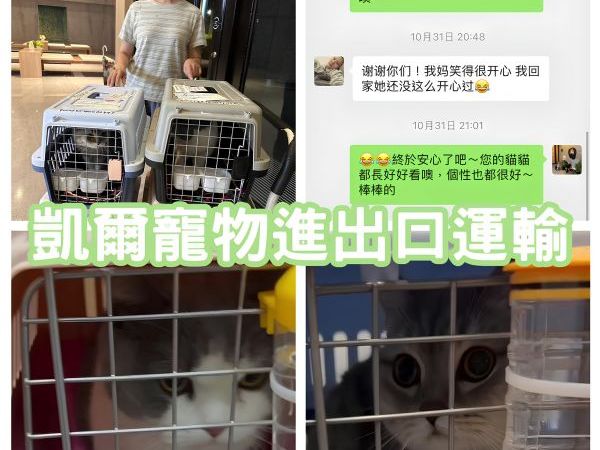2024/10/31『上海飛台灣』中國上海四隻貓咪飛台灣囉~~~